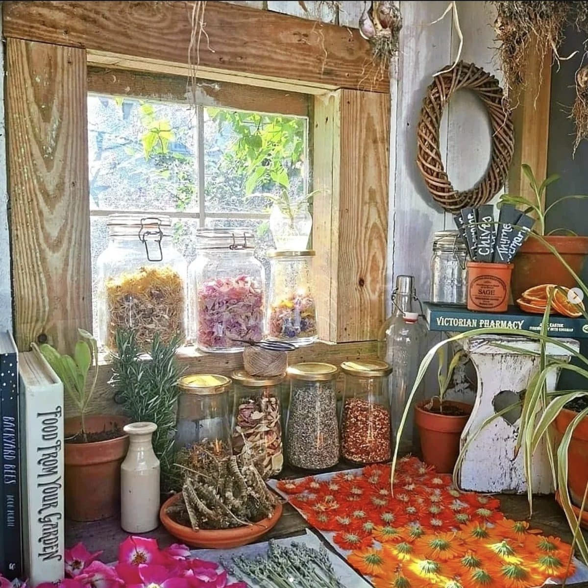Sunlit boutique window bench — dried botanicals in glass jars, herbs, a dried wreath and the Victorian Pharmacy book