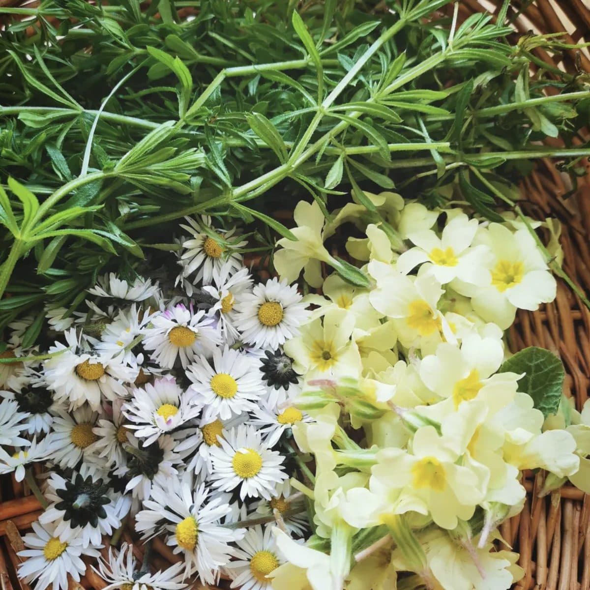 Spring foraging in a wicker basket — daisies, primroses and cleavers
